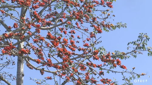 金平縣 攀枝花開紅艷艷