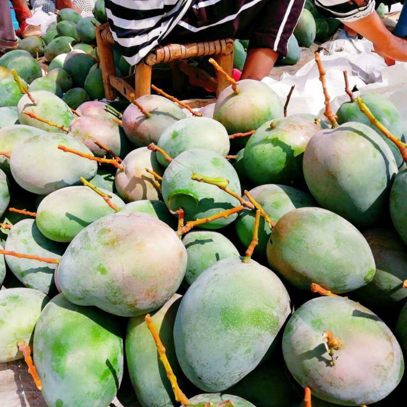 攀枝花水果名片——陽光之城的芒果盛宴